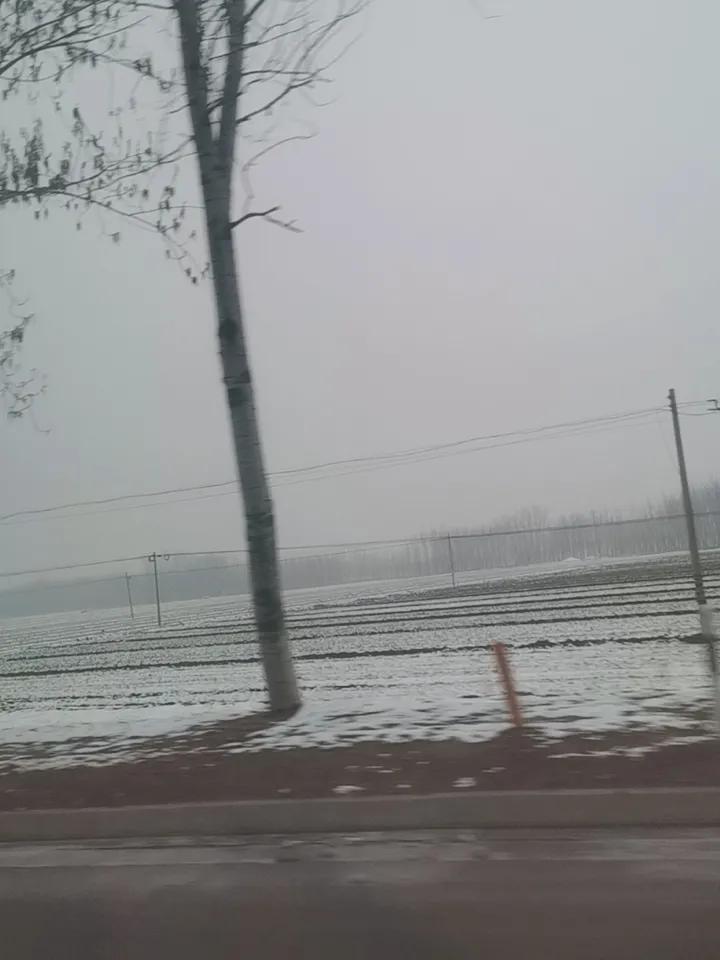 九九了，竟然天降了一场大雪！
    都说春雨贵如油，这场大雪也起到了等同春雨的