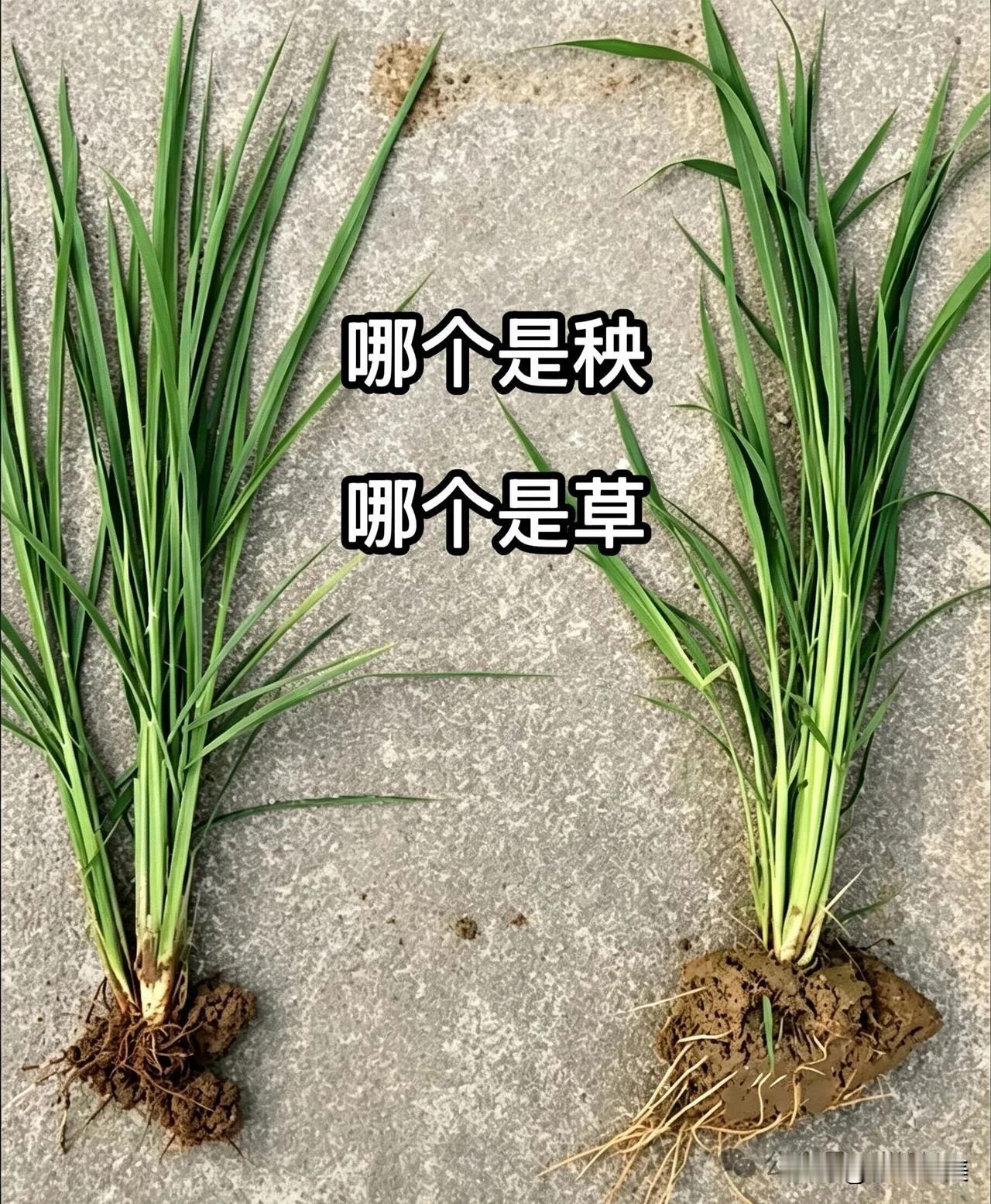 到底哪一个是草？
哪一个是秧苗？

长的完全一样，怎么分清楚呀？