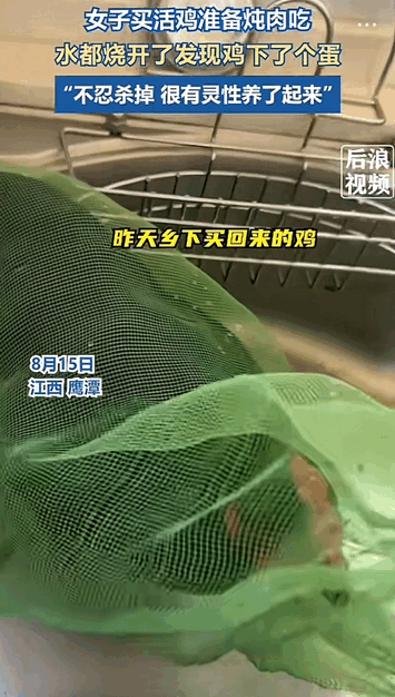 万物皆有灵性！江西鹰潭，女子买了只活鸡准备炖肉吃，结果当准备杀鸡吃的时候，发现鸡
