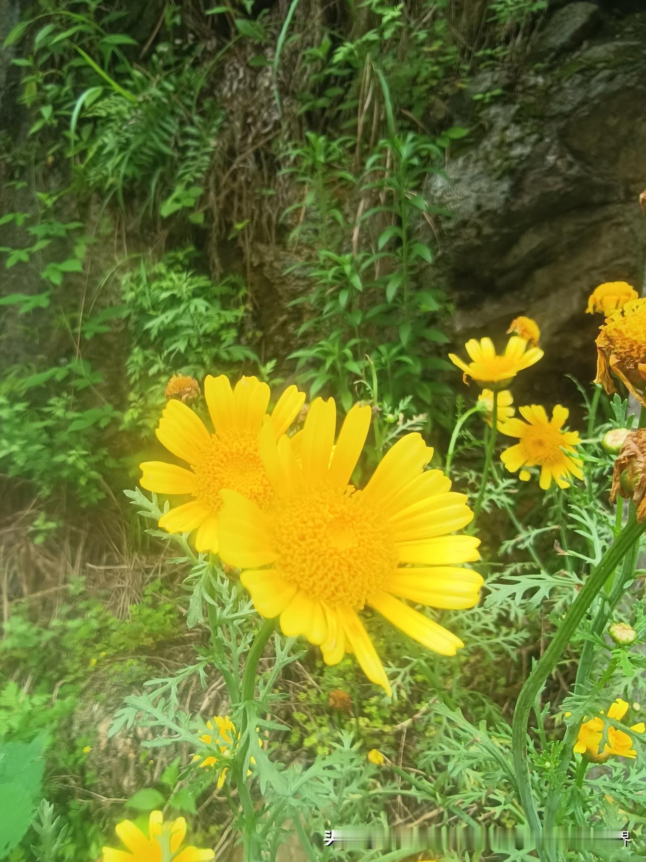 野百合也有春天，那么所有的平凡的花儿都有自己的花季。花开富贵，都有自己的美。