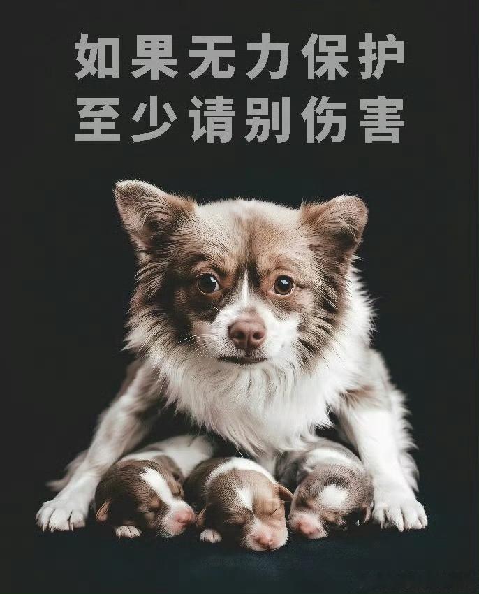 我尊重理解所有不喜欢宠物的人看到人多立马牵走 看到小孩更是牵着跑走养狗人低人一等