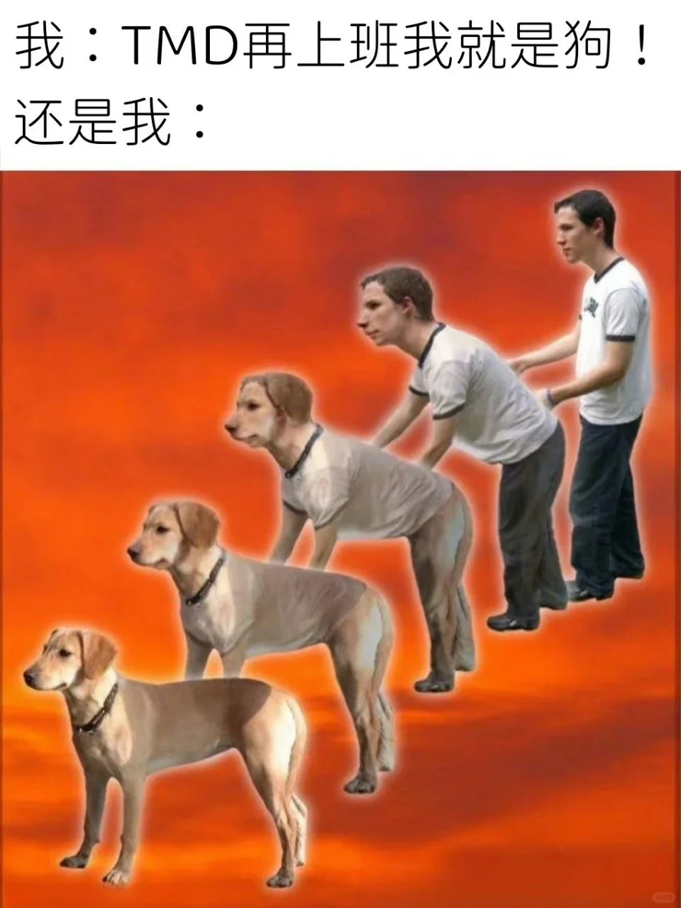 今日份meme