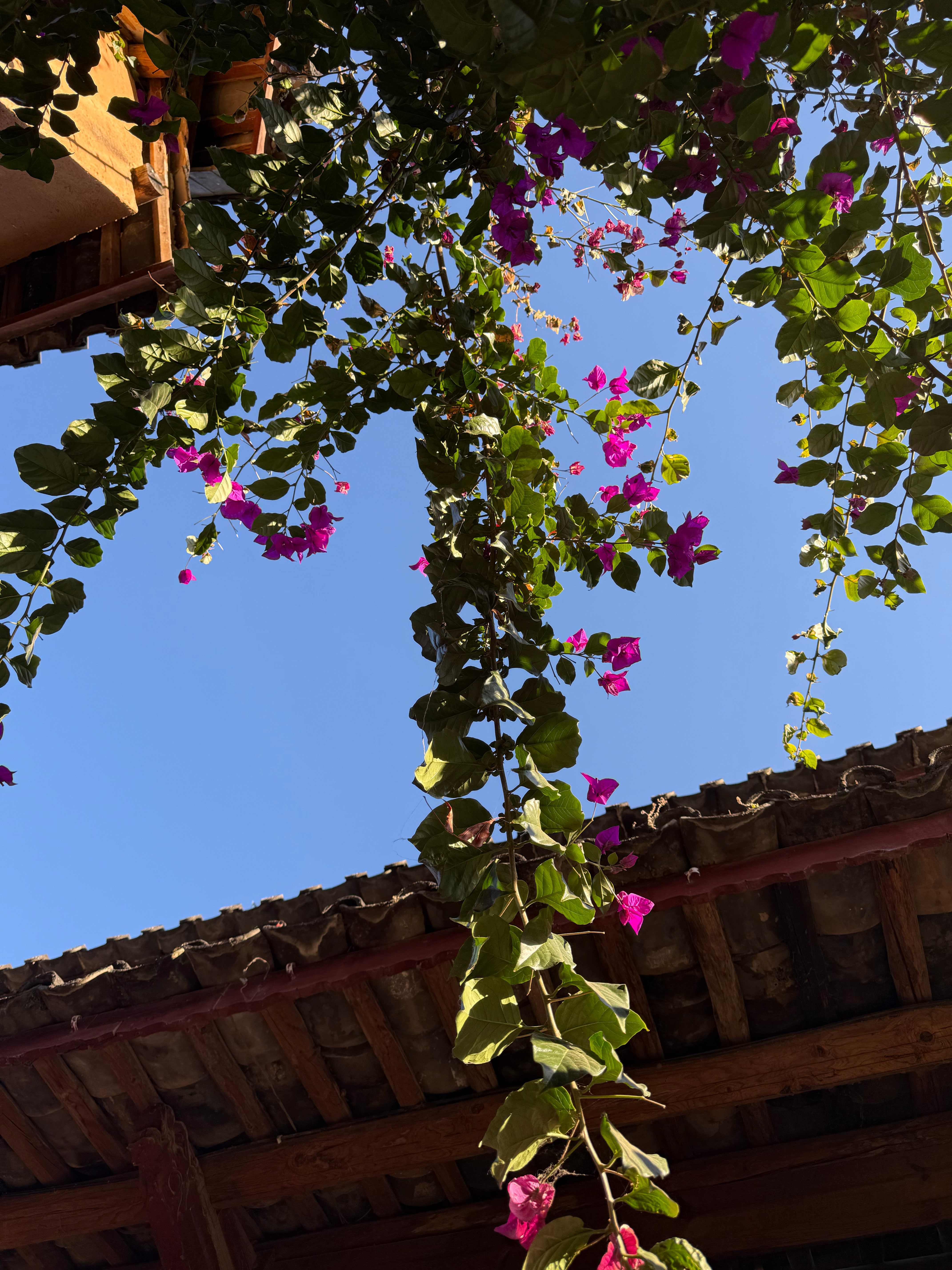 淡淡的 顺顺的 mlb淡淡的就顺顺的