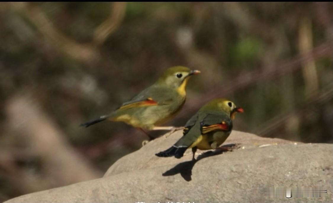 被诈骗后，第一时间报警真的太重要了。上海的瞿女士网上投资理财被骗十余万，没报警反