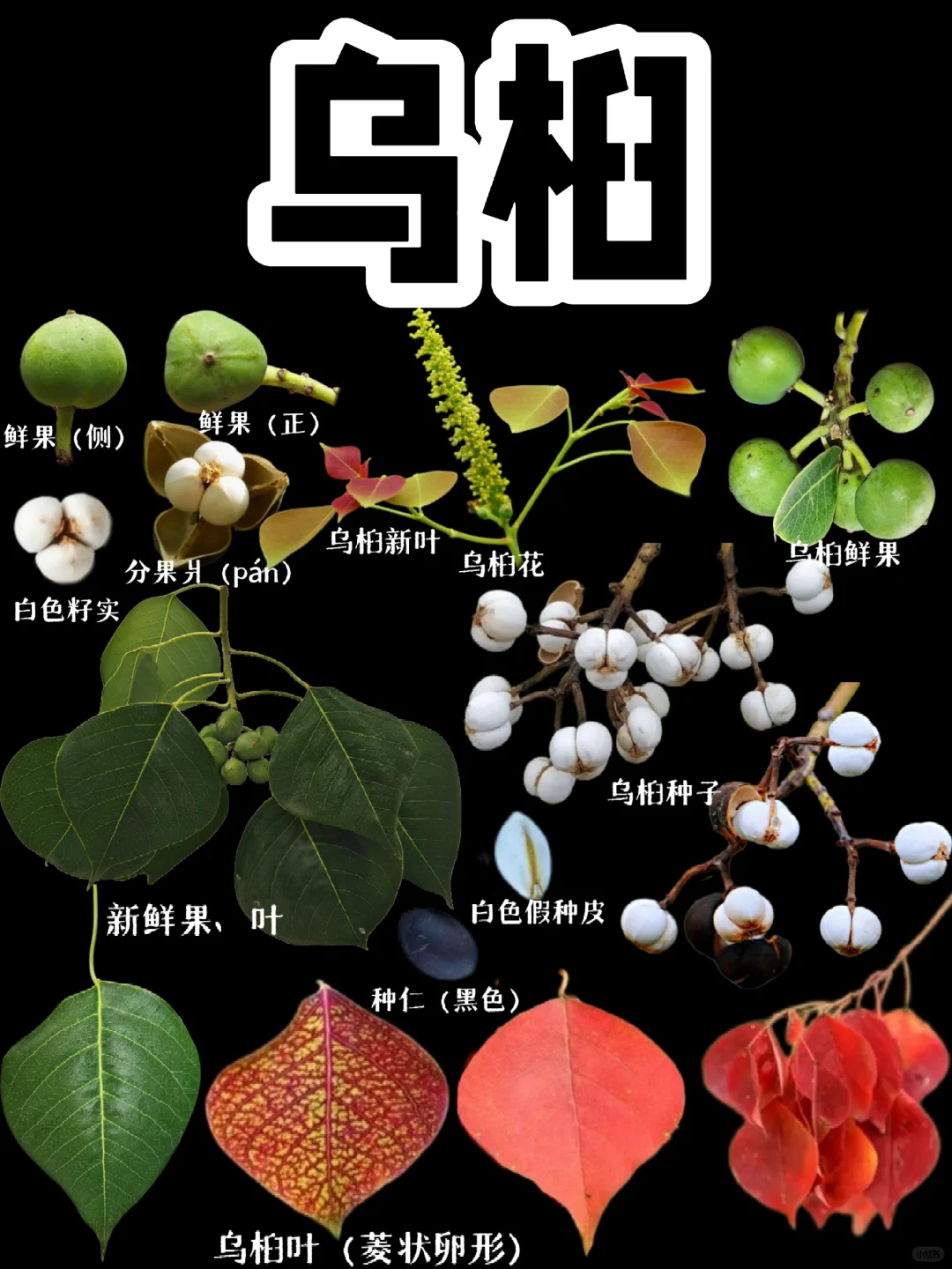 【乌桕】乌桕种子用途可多了，插花、手工…