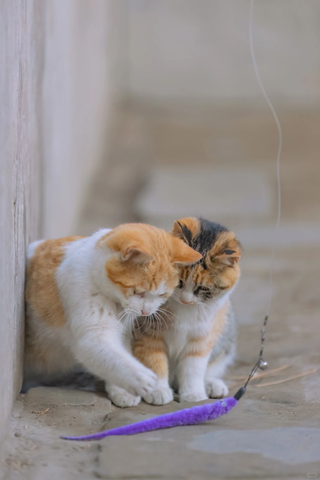 逗猫棒让宫猫给拖走了
