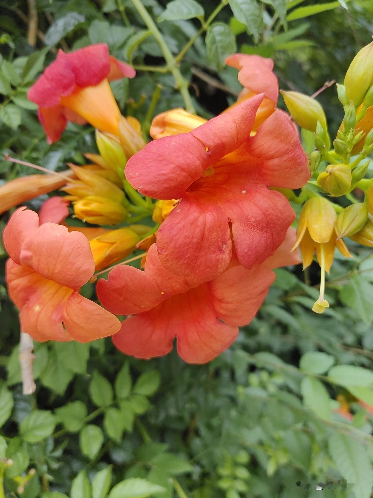 金秋十月，
美丽的街心花园。

凌霄花盛开，
美丽的花随手拍。

美丽的景色，