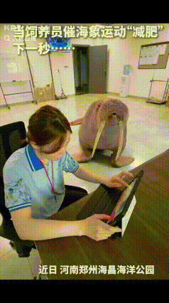 “解释不清了！”河南郑州海昌海洋公园，一只海象饿了为了讨吃的，竟然自己爬上楼找饲