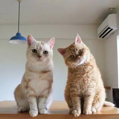 一对恩爱的猫夫妻！ ​​​