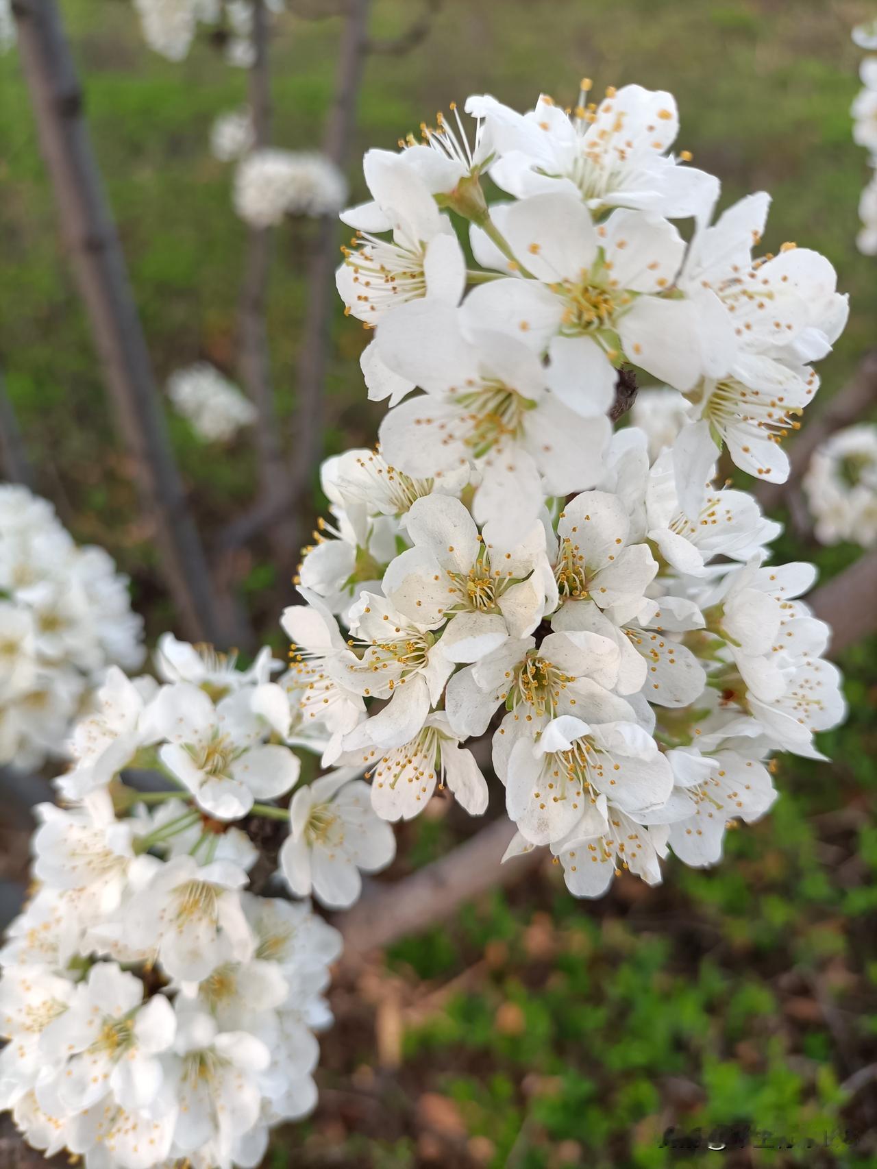 昨天晚上马路边偶遇李树花，随手拍下分享给大家。

春风拂面，李花缀满枝头，素白如