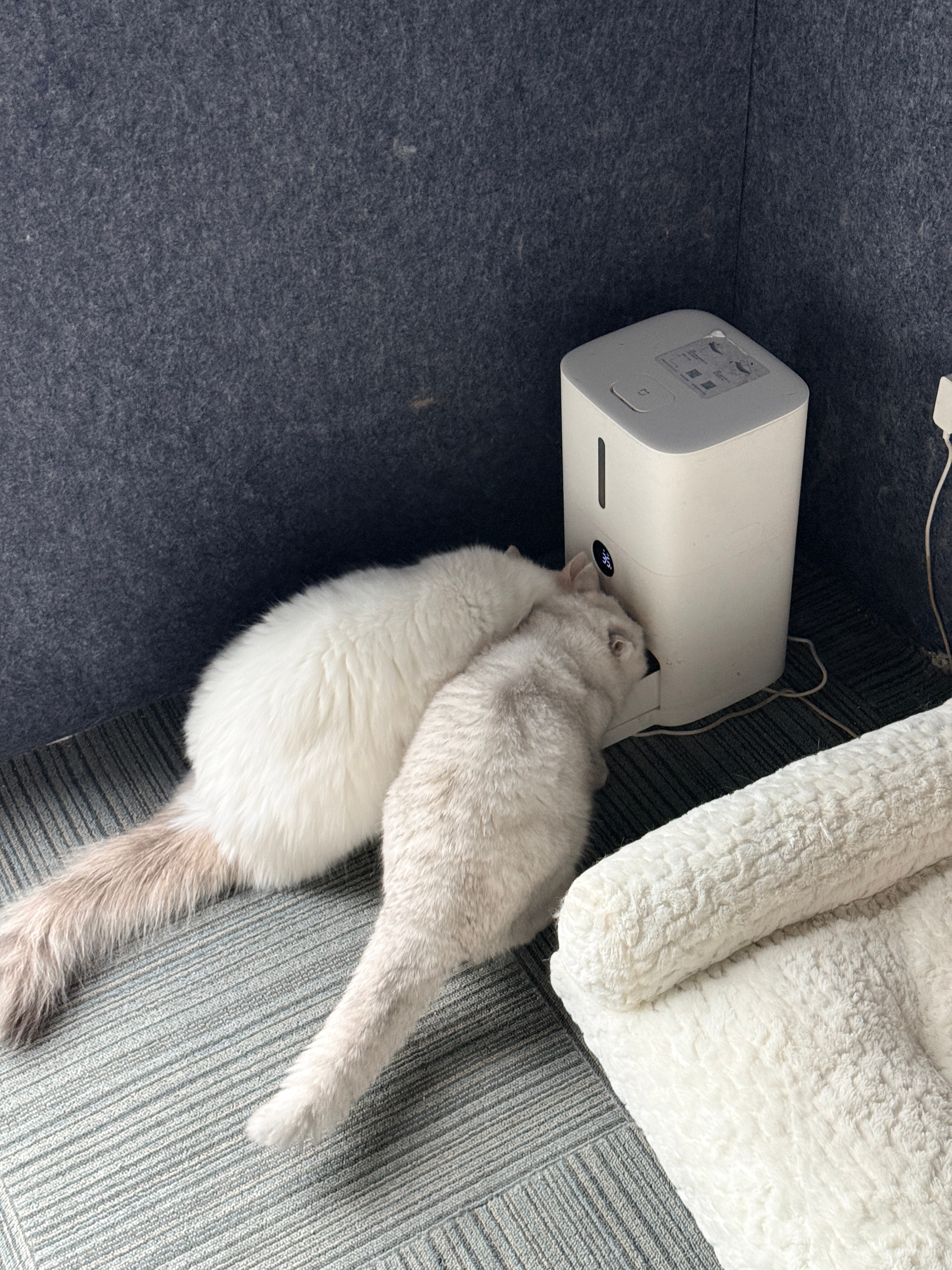 有点东西 小米这个喂食机真的太离谱了，又饿了猫猫两顿有墨萌宠数码博主