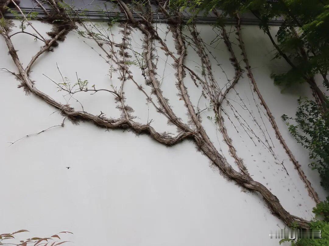 大自然的水墨画，浑然天成。
江南多烟雨，暖得早，冷得少。所以就会养出，很粗壮的藤