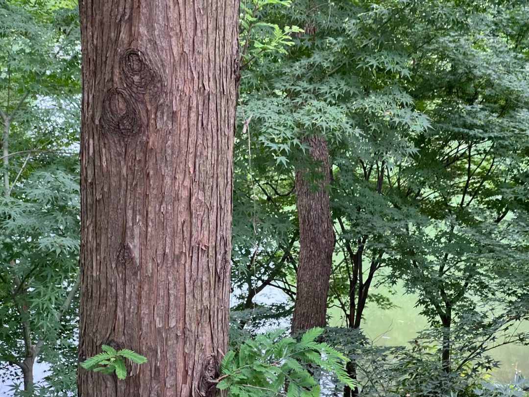 清晨飘着零星小雨，池塘边的大树身姿挺拔。林木的缝隙间，被层层叠叠的绿意掩映，草木