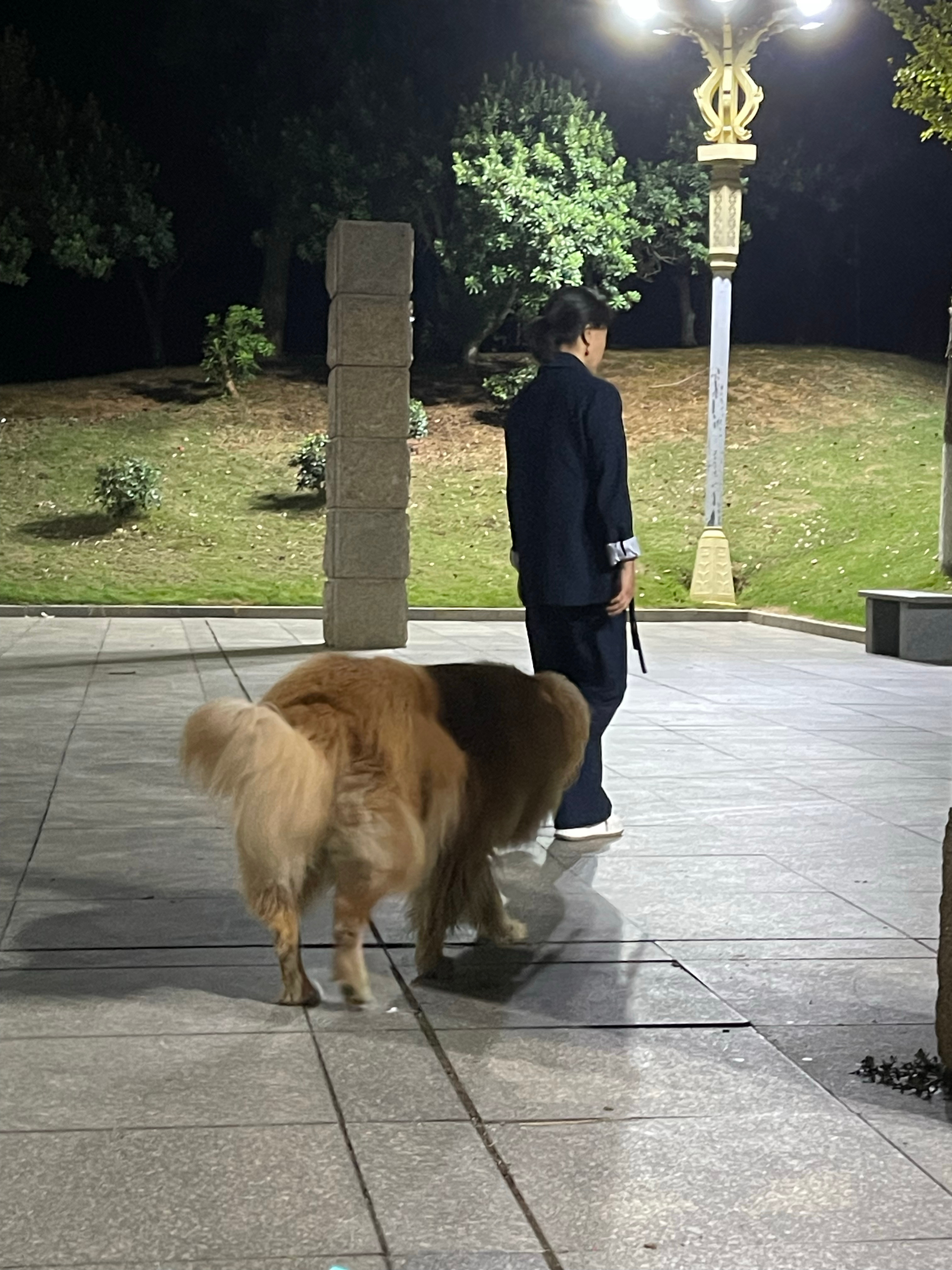 县城广场遛狗的好多，目前还没看到一个拴绳的，这么大的也不拴[晕]。 ​​​