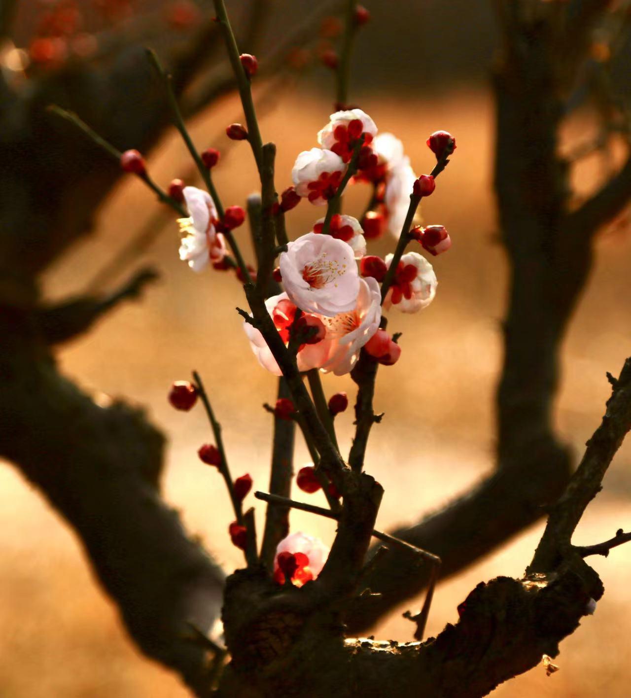 想过去天寒地冻三九严寒，看现在紫阳高照三九炎热
上次说河南是降雪中心，达到暴雨雪