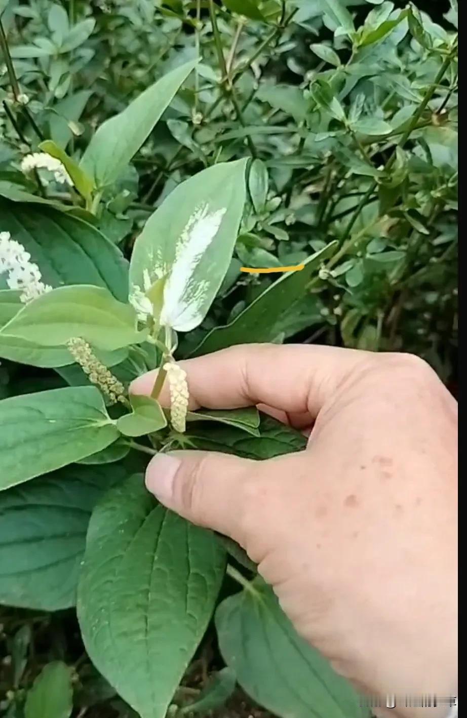 这种植物就是三的草了这都是什么植物