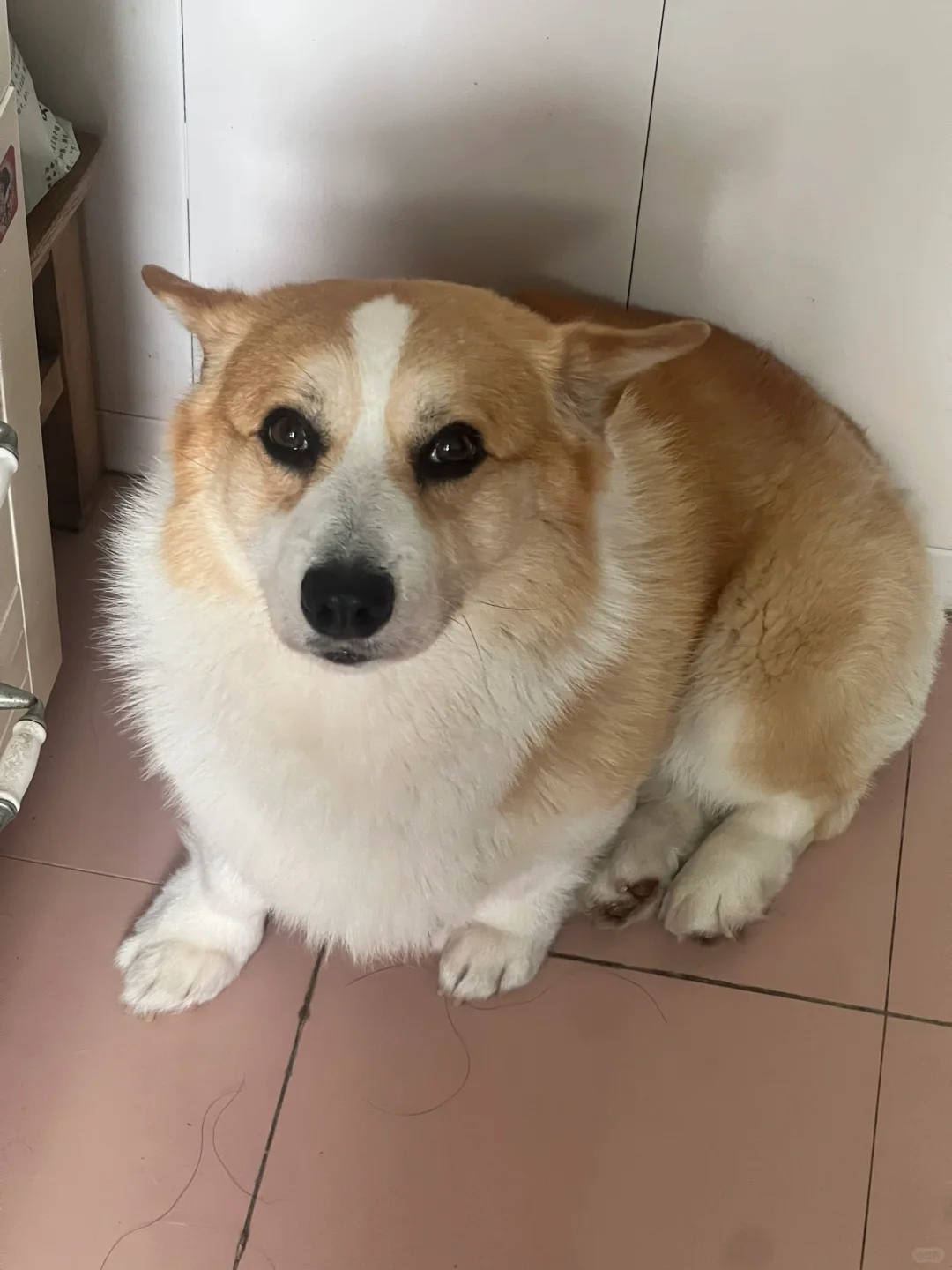 我很少用一坨来形容狗