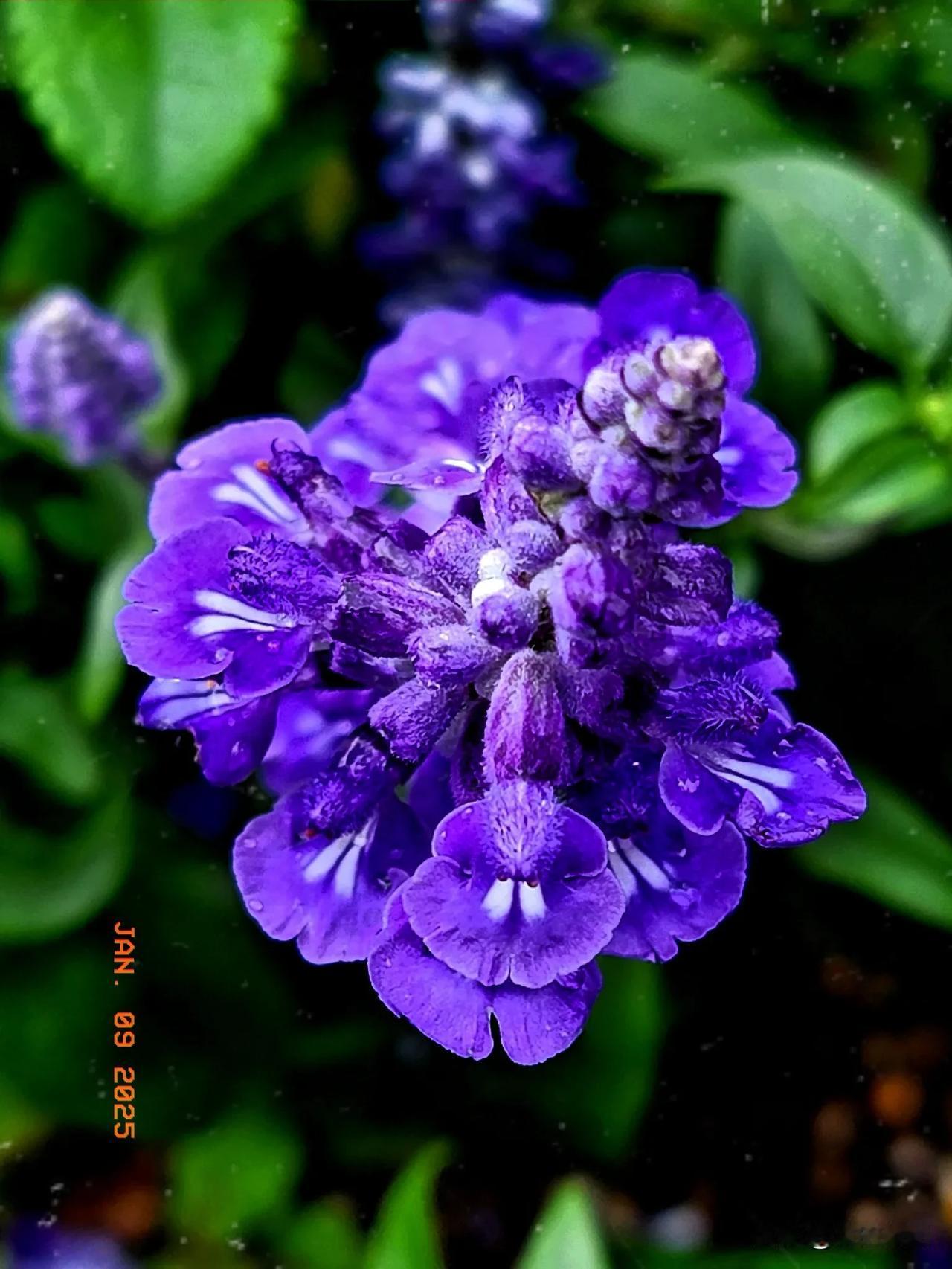 蓝花鼠尾草
蓝花摇曳圃边香，
鼠尾轻舒映日光。
紫蕊翩翩迎风舞，
仙姿绰约韵悠长