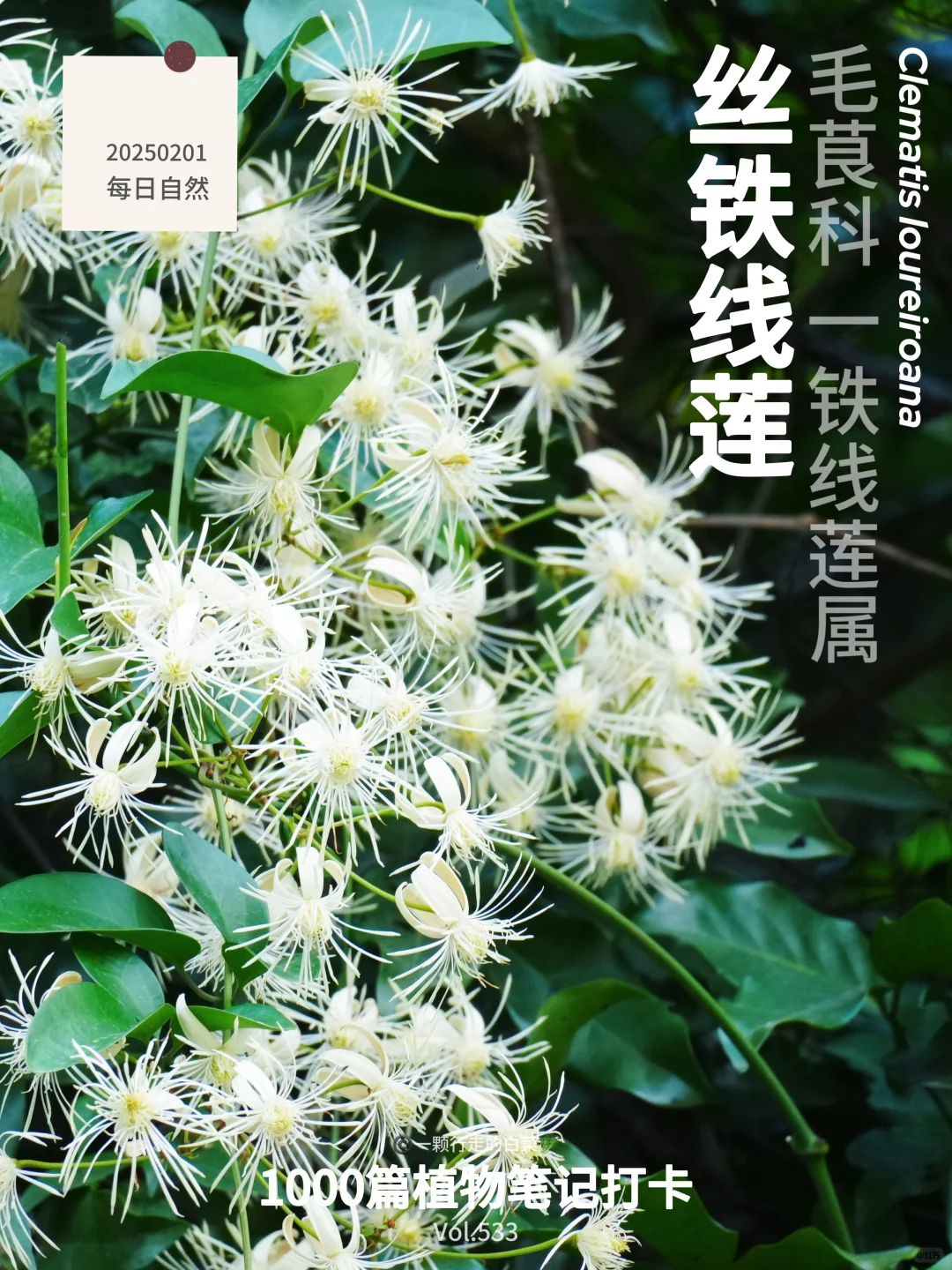 植物笔记533｜邂逅新年里的“好运花”