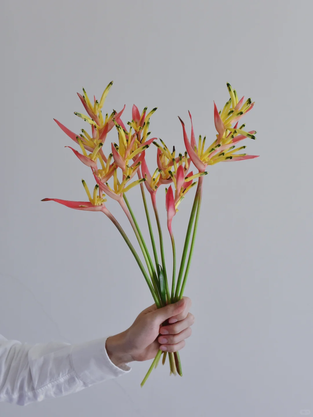 草花·彩虹鸟蕉