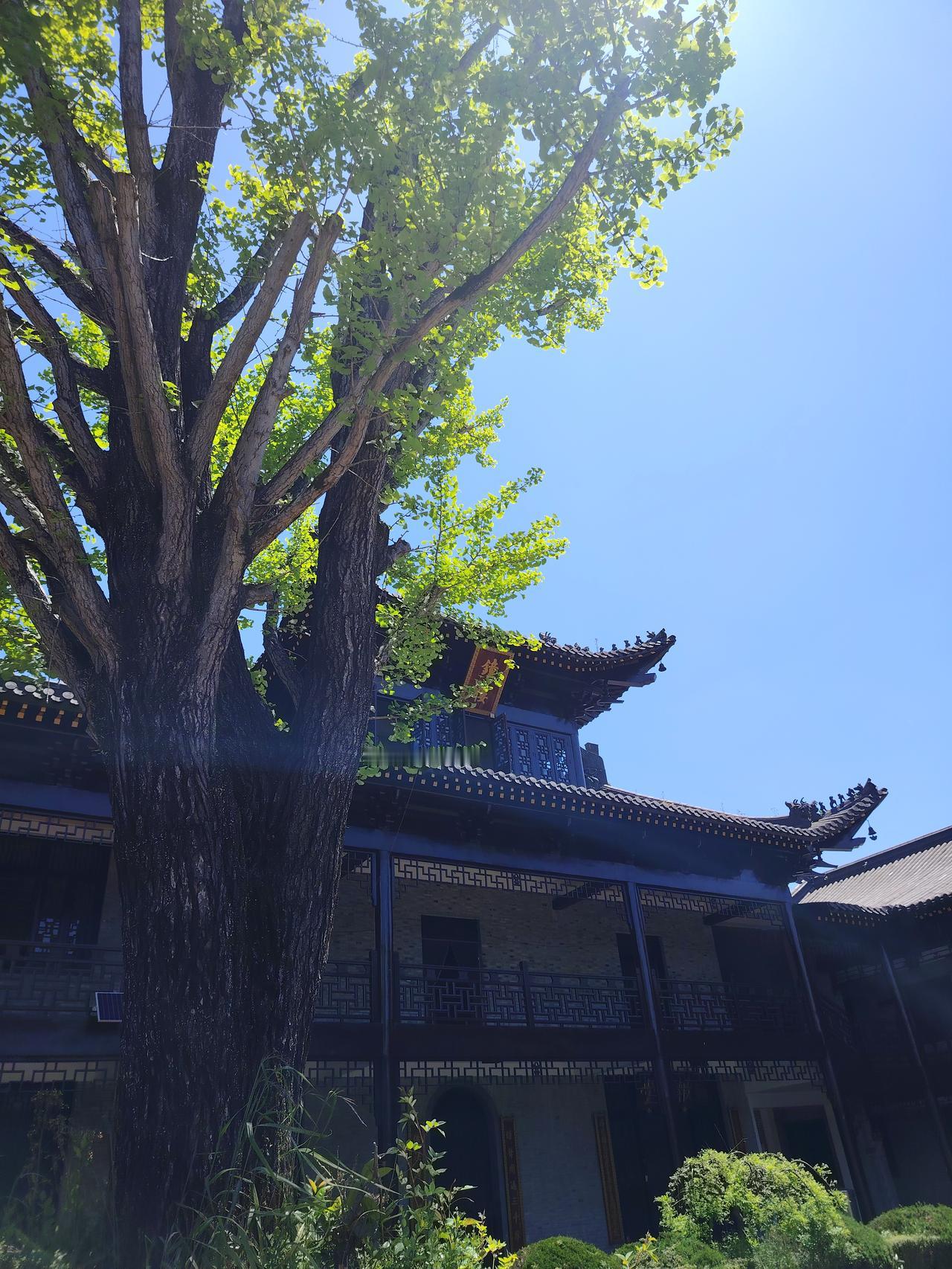 分享一下你随手拍下的照片秋日暖阳，禅意满满