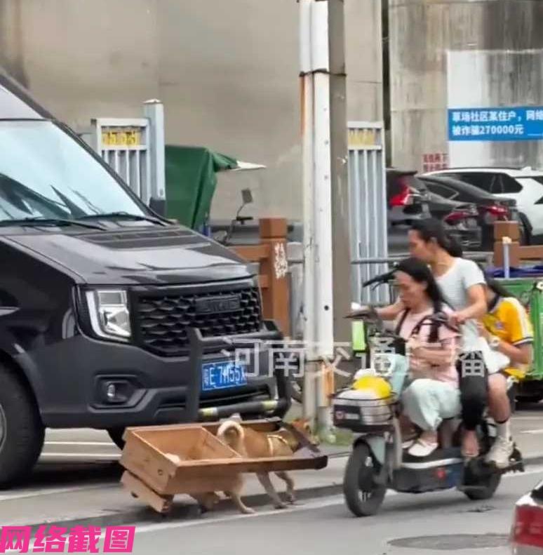 广东佛山有狗狗还身背小车，独自在街头为主人拉东西，只是狗狗一路平坦一路撒欢。
