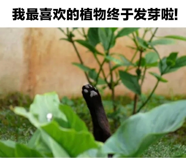 一会儿肉垫就会开花了 ​​​