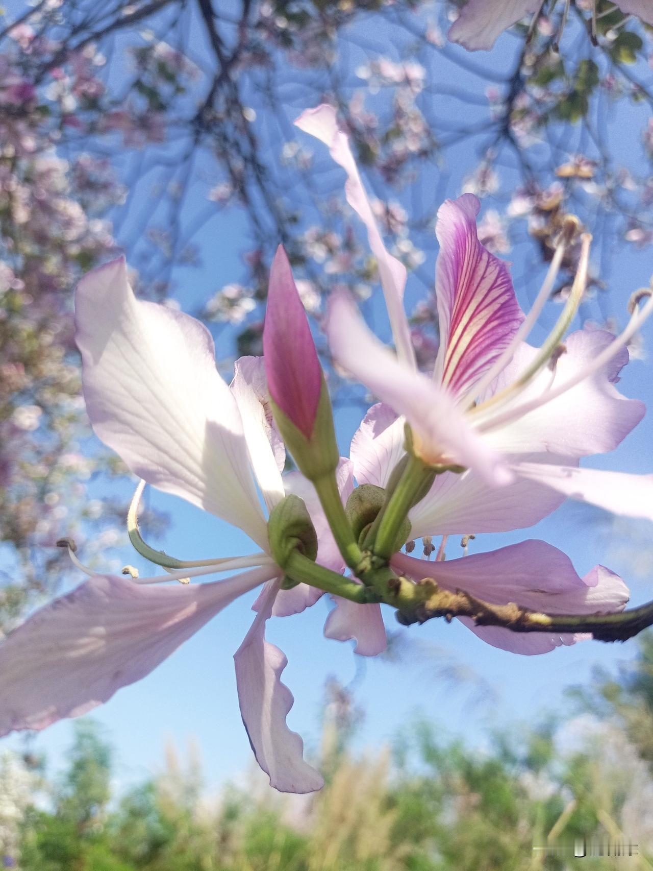 生活的美好，往往藏在抬头的瞬间。比如这一树盛开的紫荆，治愈了整个春天。
随手拍都