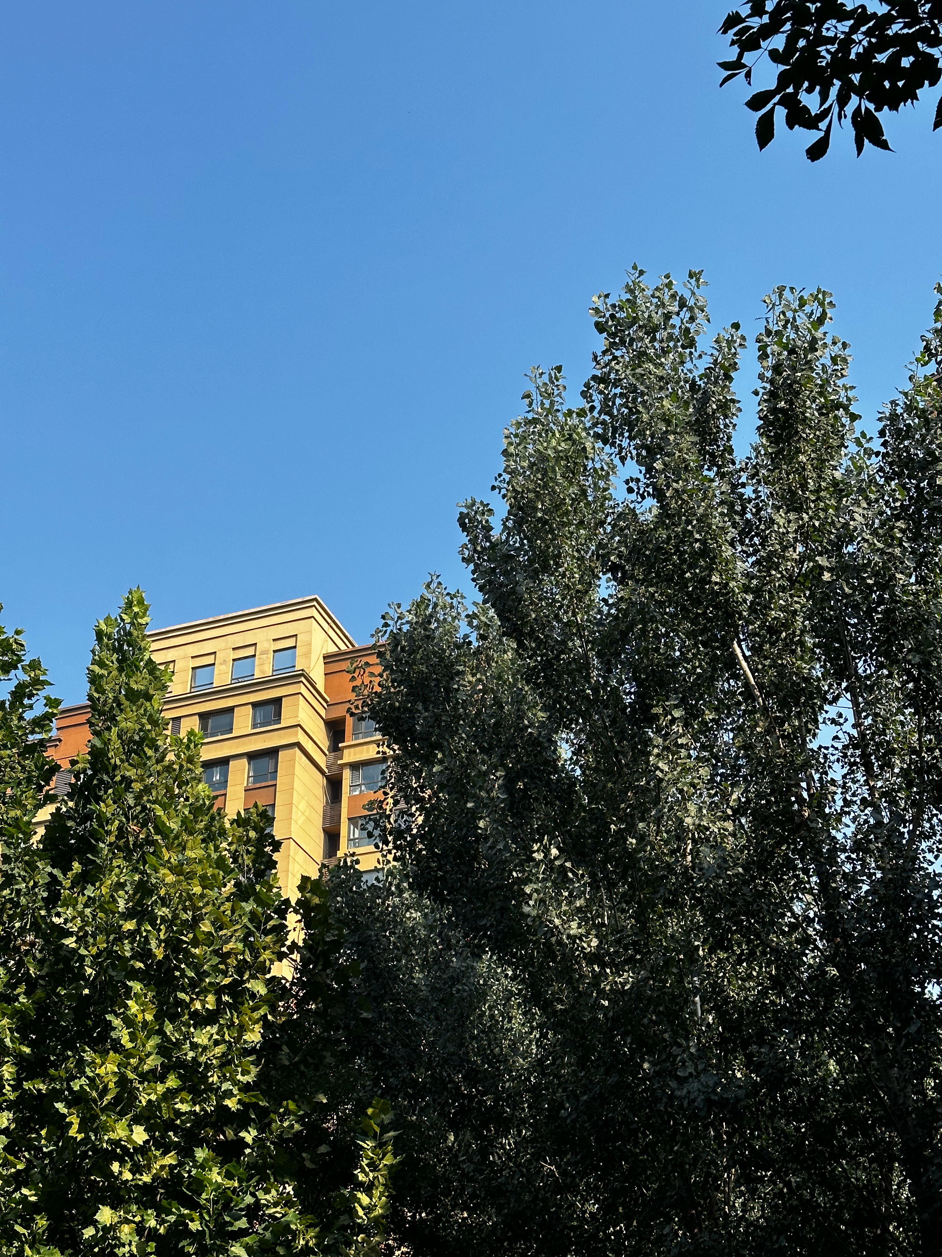 开始哗哗掉树叶了“这让我想起了我的头发” ​​​
