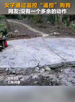 谁能想到，监控不光用来看家，还能隔空指挥家里的小狗干活。广东河源一位女士出门在外