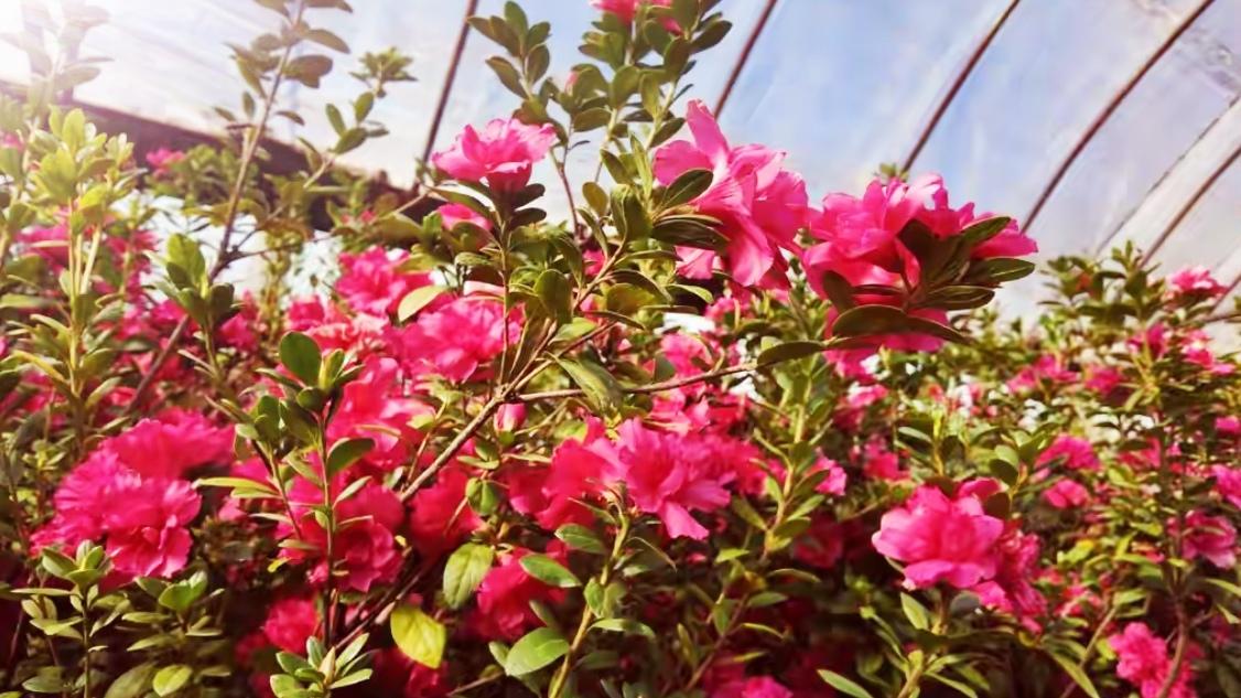 🔥昆明74岁老花匠太牛了！耗时30年培育出茶花杜鹃，红粉繁花艳态十足，最大花径