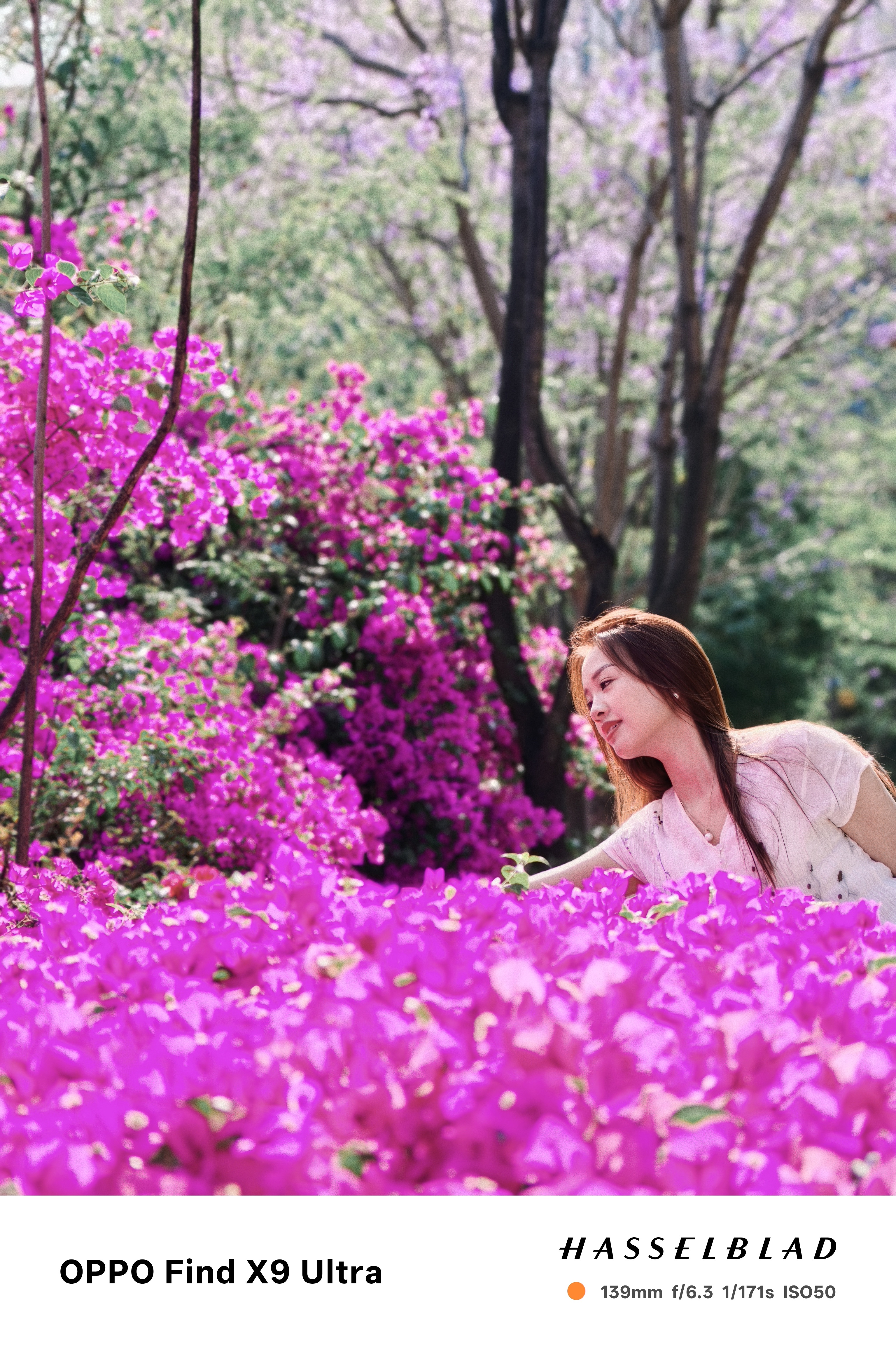 三角梅也进入盛花期了。来几张随拍