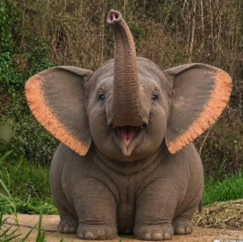 🐘 