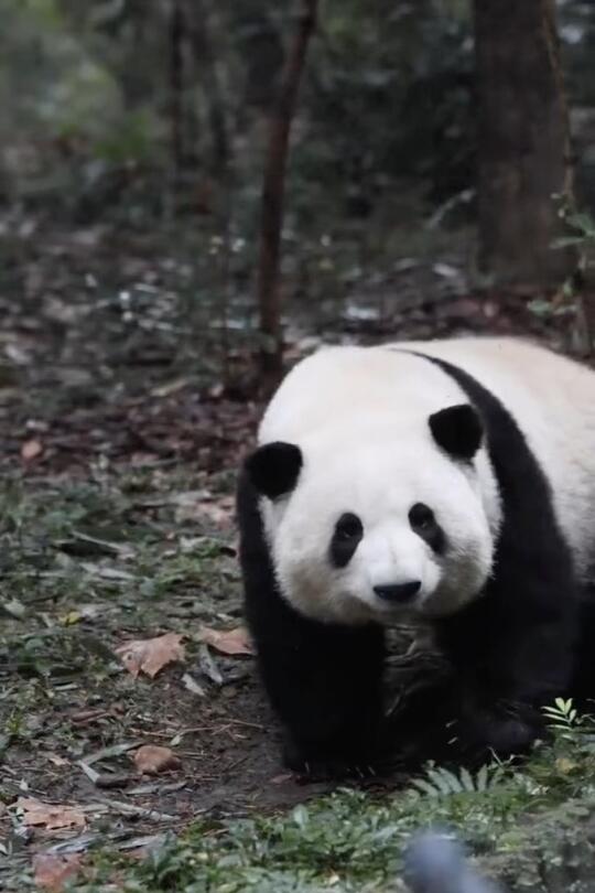 啊啊啊，是花花吗