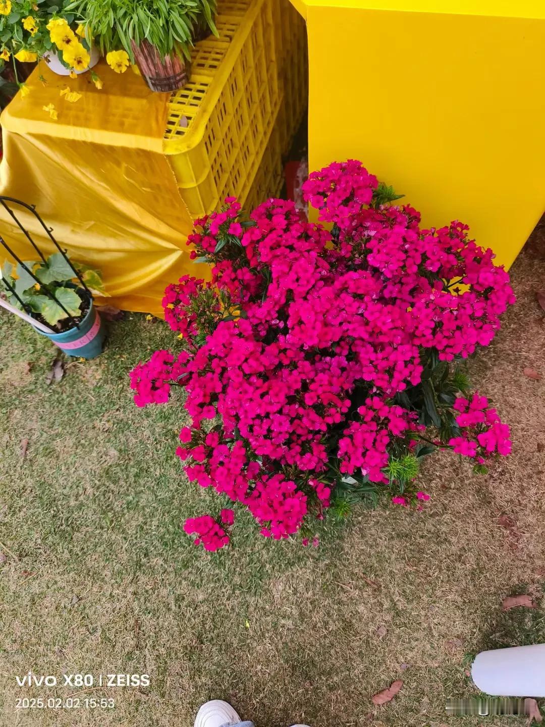 惊艳的粉色花海，快来打卡！分享最艳丽的花 不知道季节的花