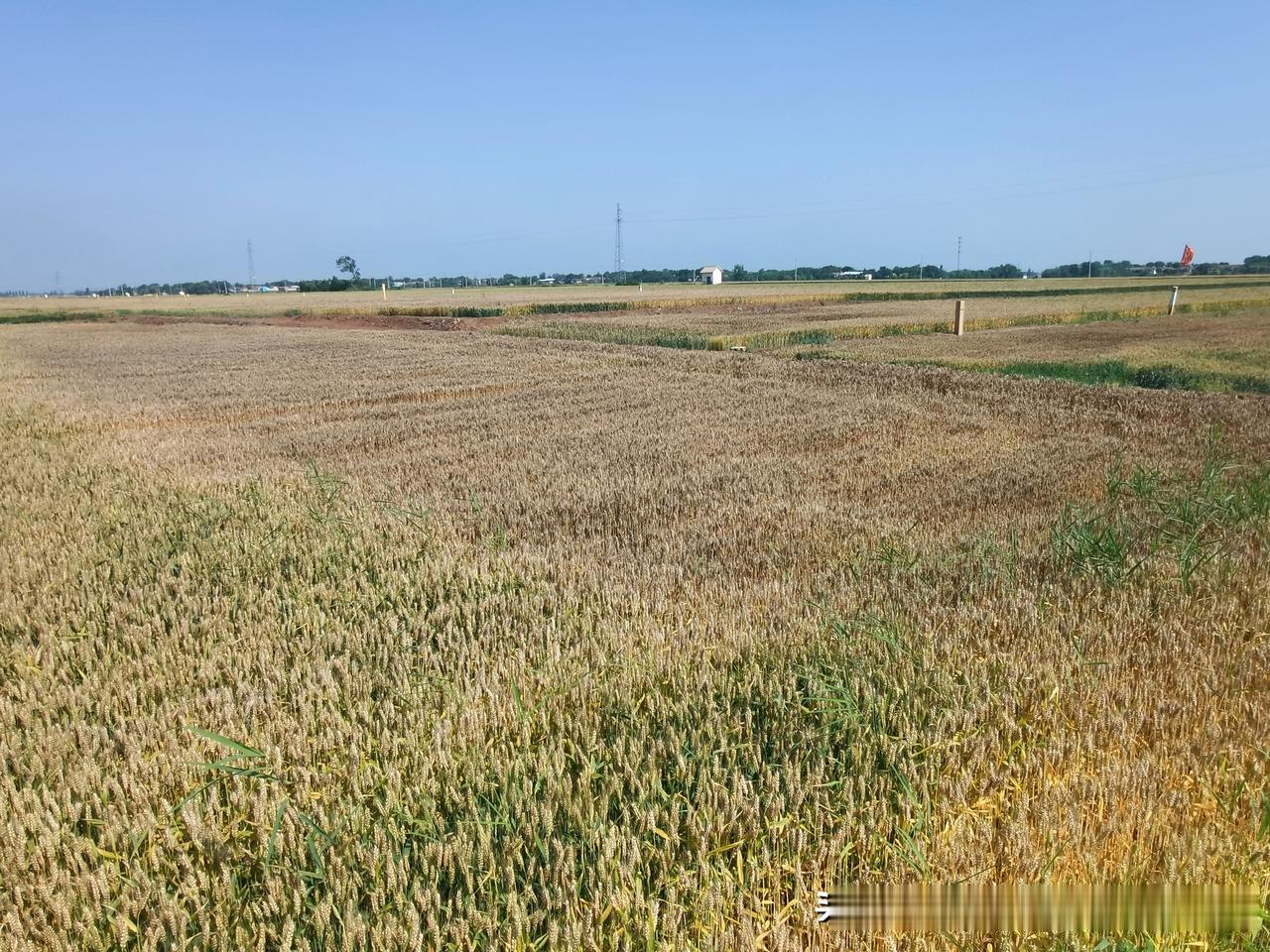 中俄天然气管道施工之后对土壤肥力的影响仔细对照管道黄色警示桩子附近的麦田，长势总