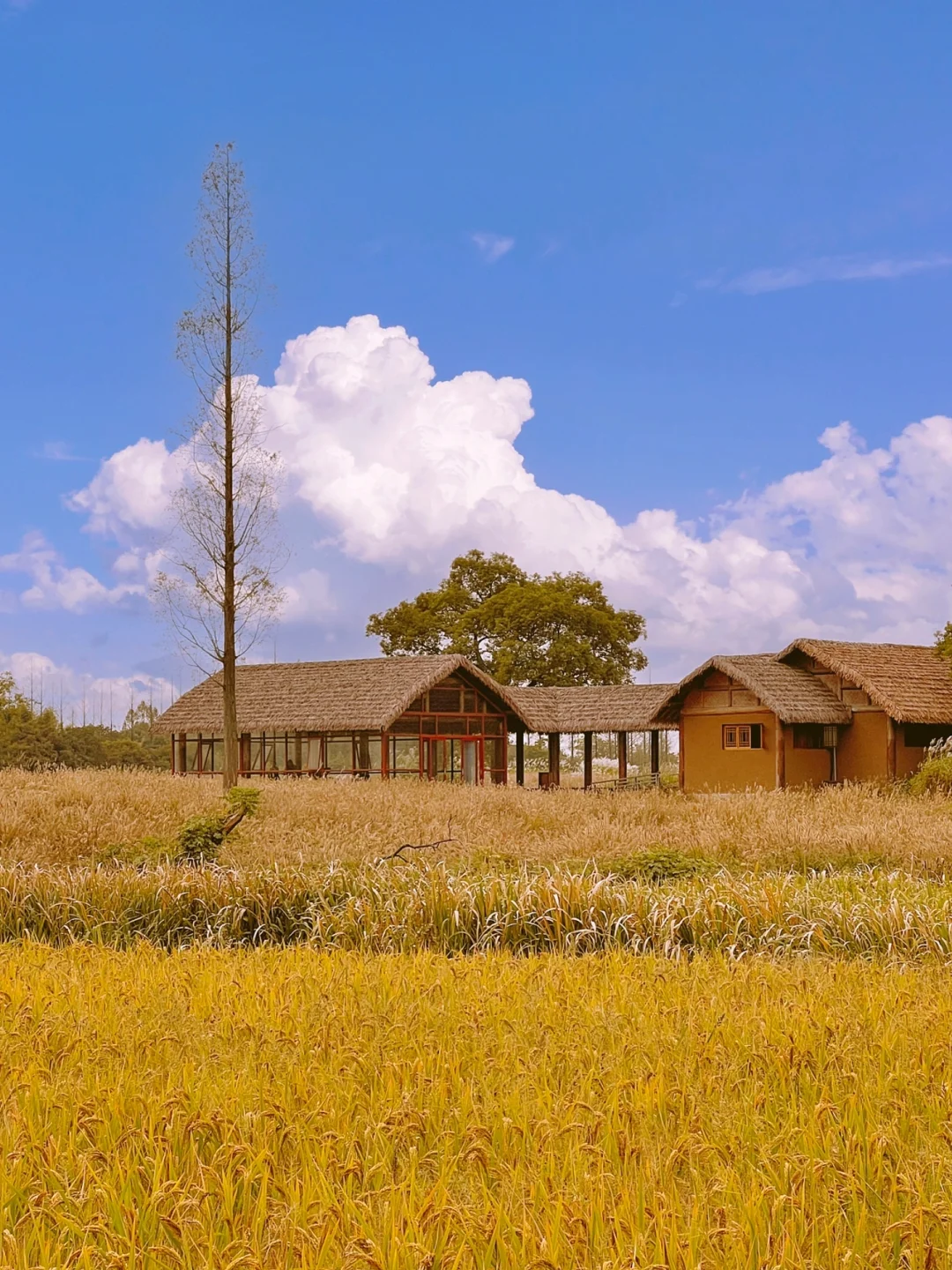 任何人没见过杭州良渚的秋天‼️我都会伤心