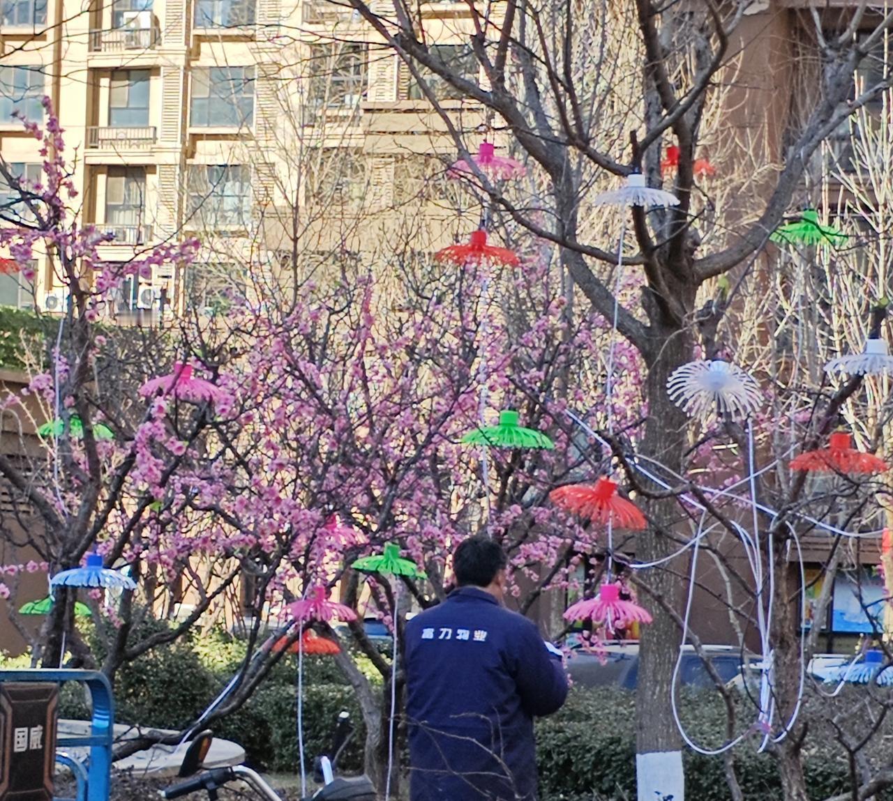 年味渐近，物业工人开始在小树上挂花灯！
       尽管如此，还是缺乏小时侯那