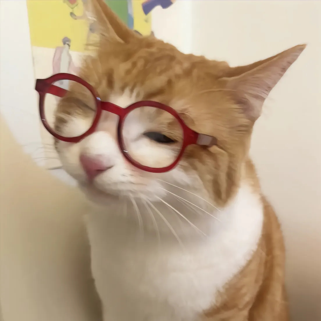 这个小猫老师正经吗？#猫猫头像 ##萌宠# ​​​