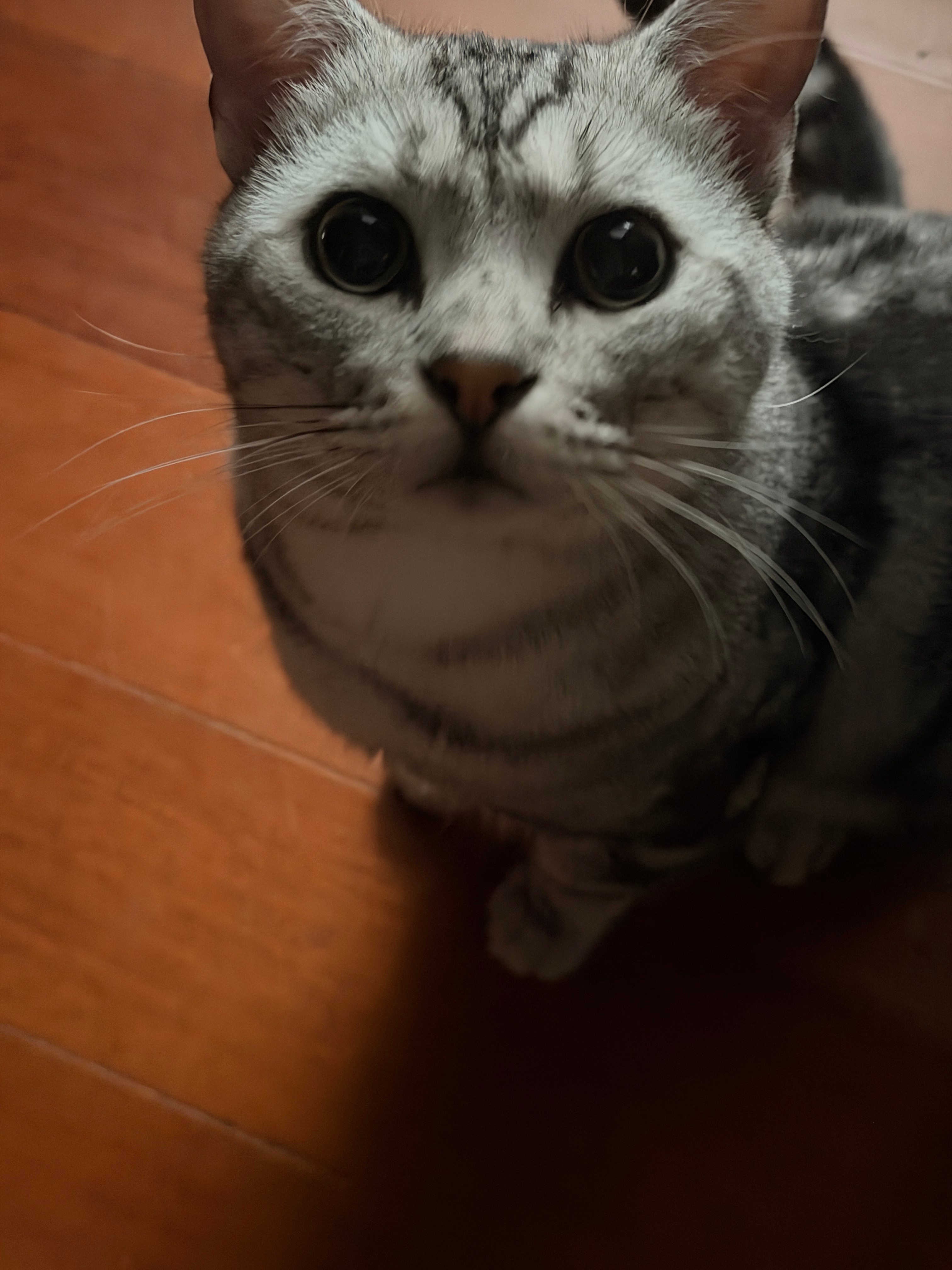 喵7 ：我是一只沉稳的成年猫了 🐱喂食器一响：🐱→⚡ 