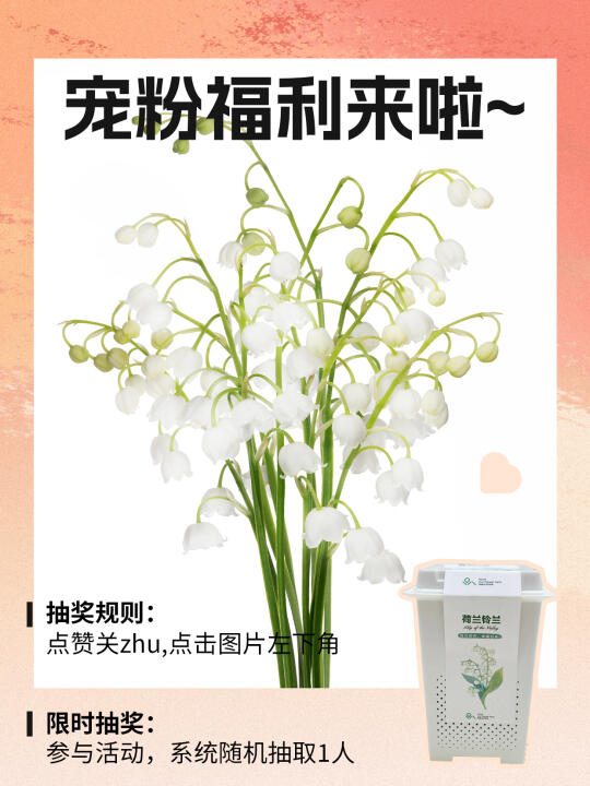 【铃兰の春日幸运抽奖】送你一份纯净美好