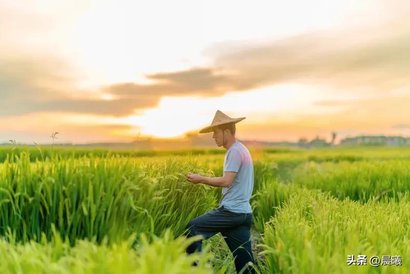 当农民丢人吗？当然不！
人类文明的根基就在土地，农民一直是推动社会进步、保障人类