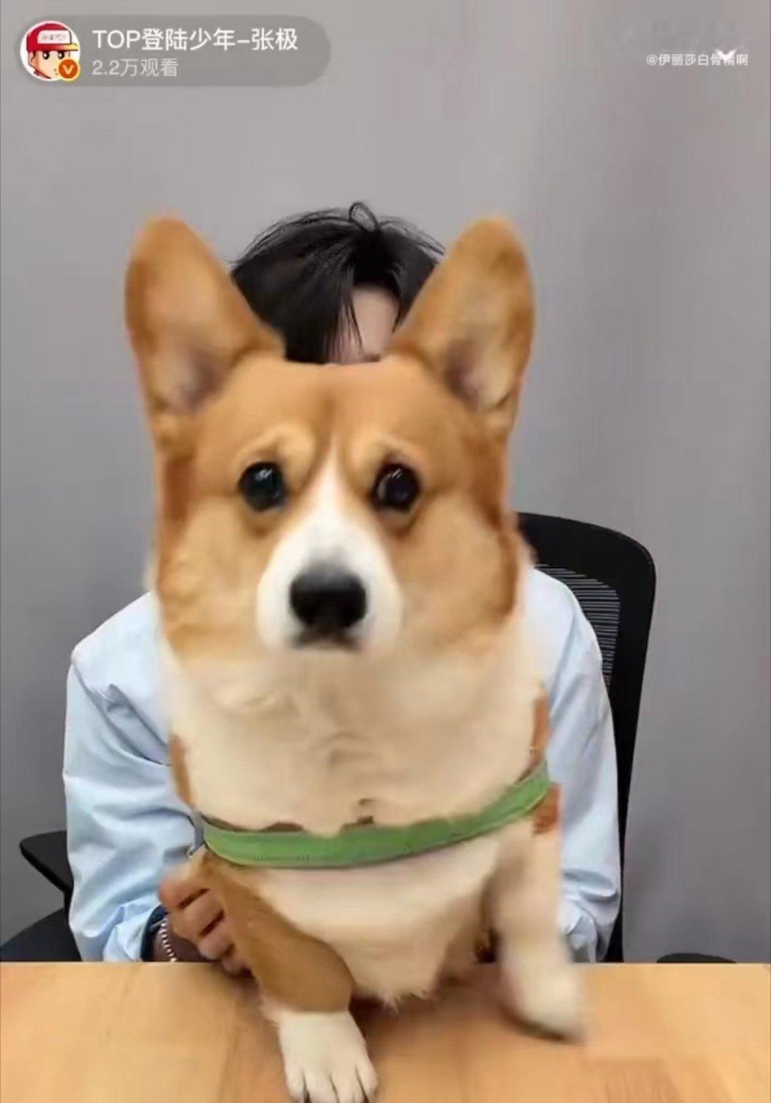 张极带狗直播张极带啵啵直播镜头里直接出现两只萌物，一个温柔可爱，一个软萌乖巧，画