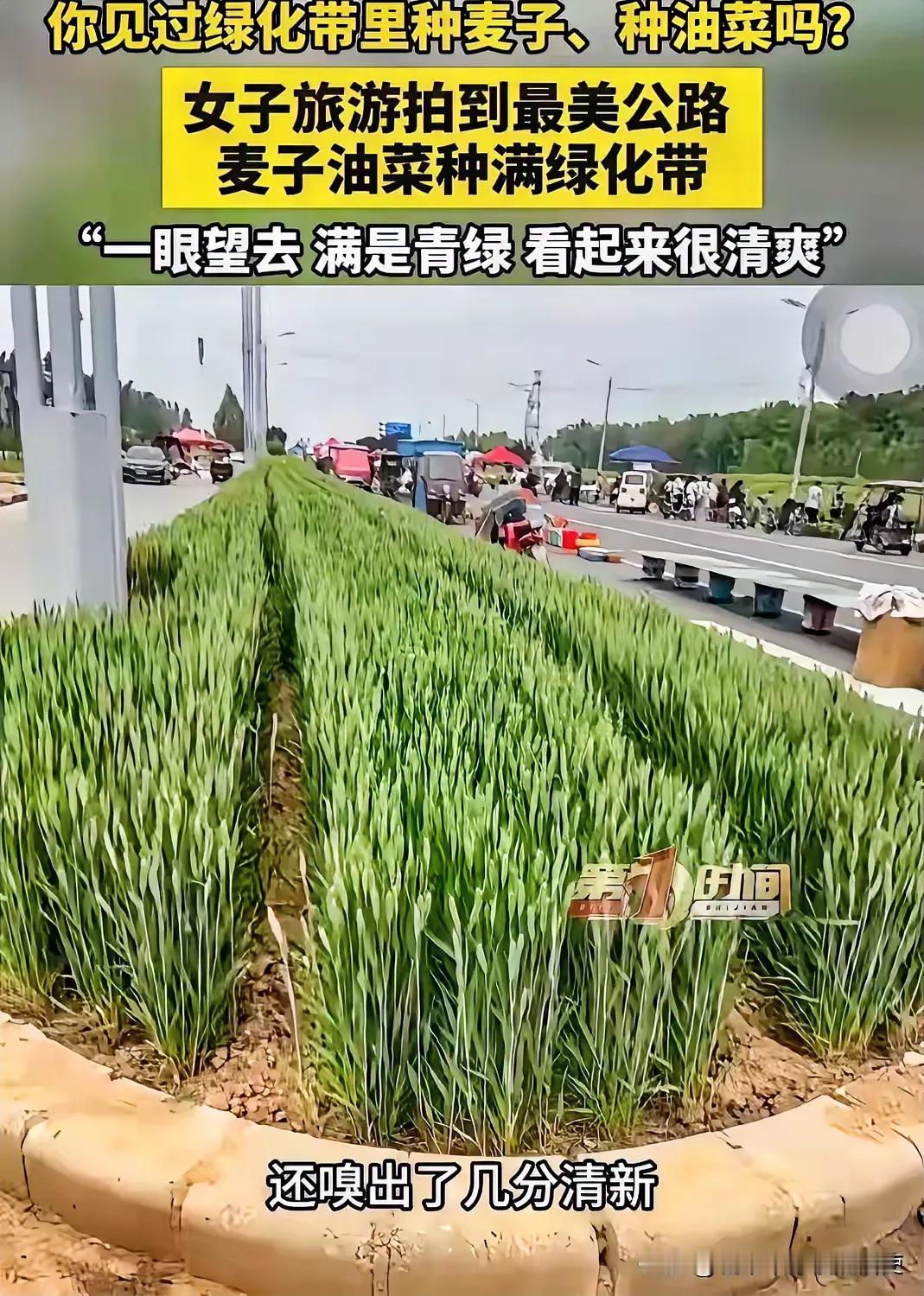 近日，河南安阳，女子走在公路上，突然发现一条绿化带没种花没种草，种的竟然是油菜和