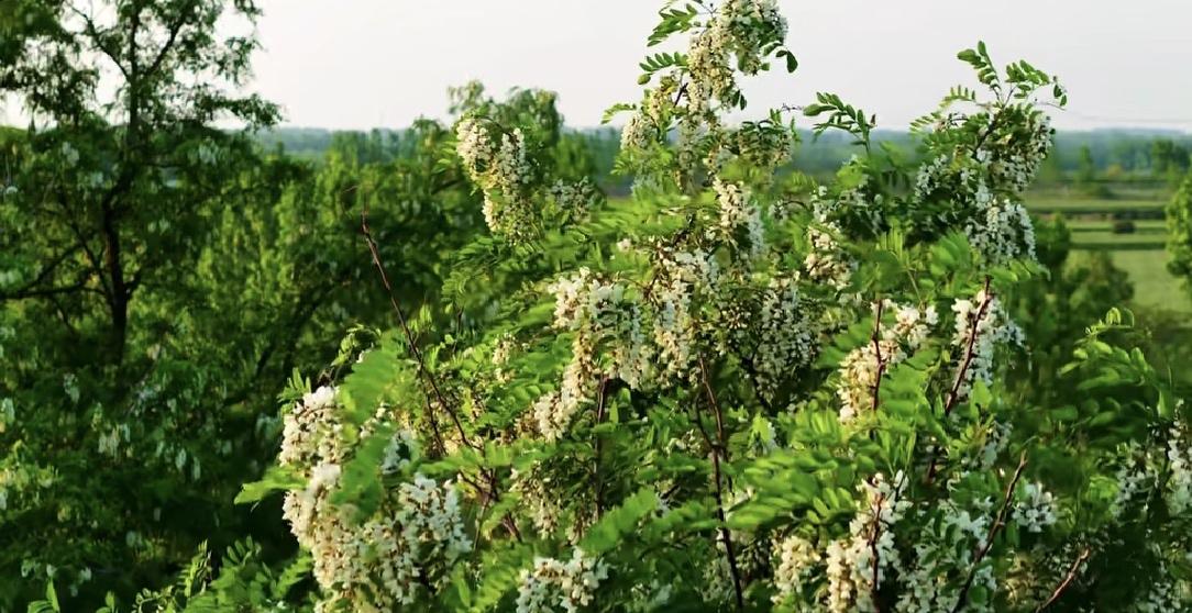喜欢洋槐花，是她的洁白无瑕，是她的馨香馥郁，是她装饰老家的院落。每当谷雨前后，洋