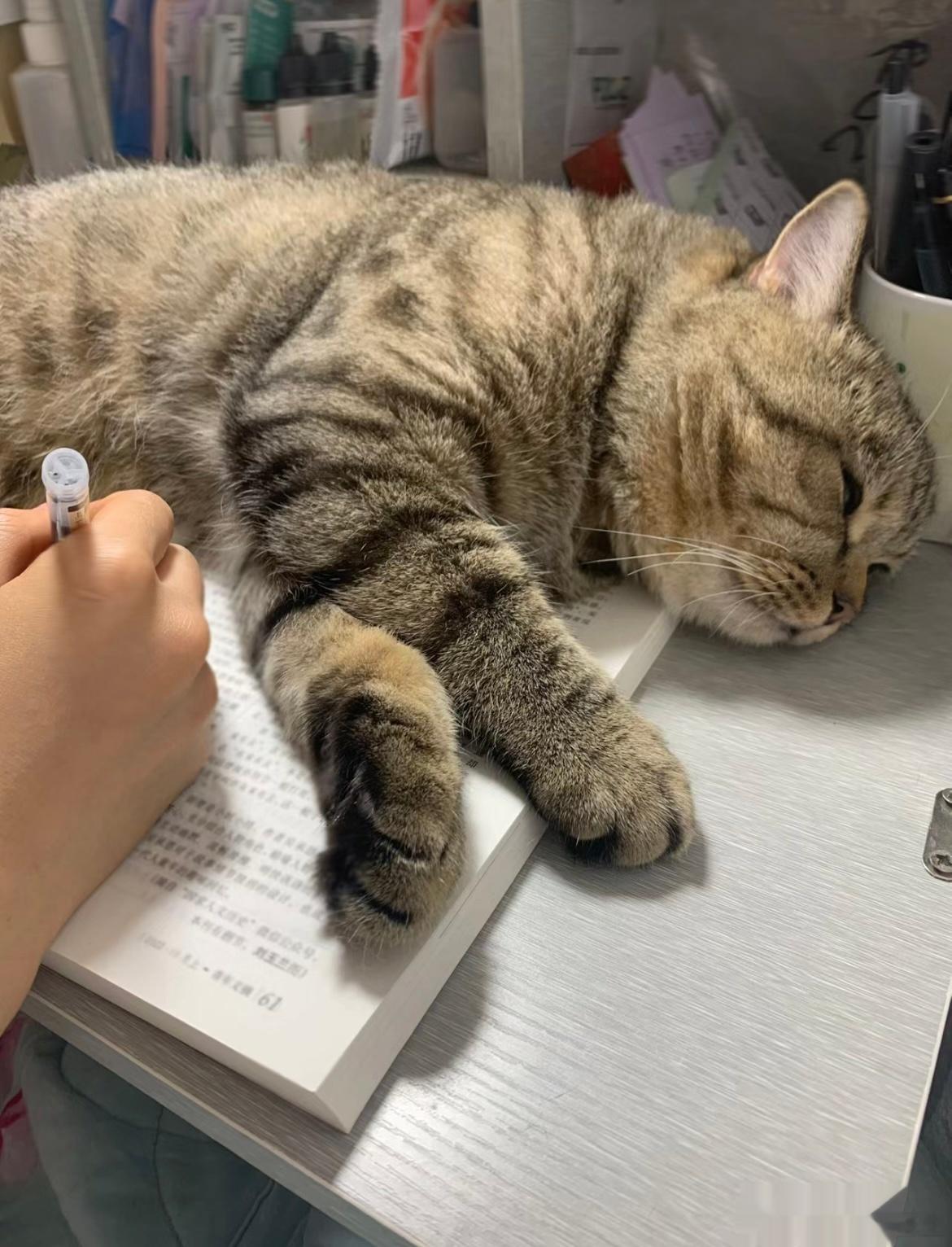 #我的考研搭子是小猫#小猫明明自己都很困了，却还要陪主人看书。世界破破烂烂，却有