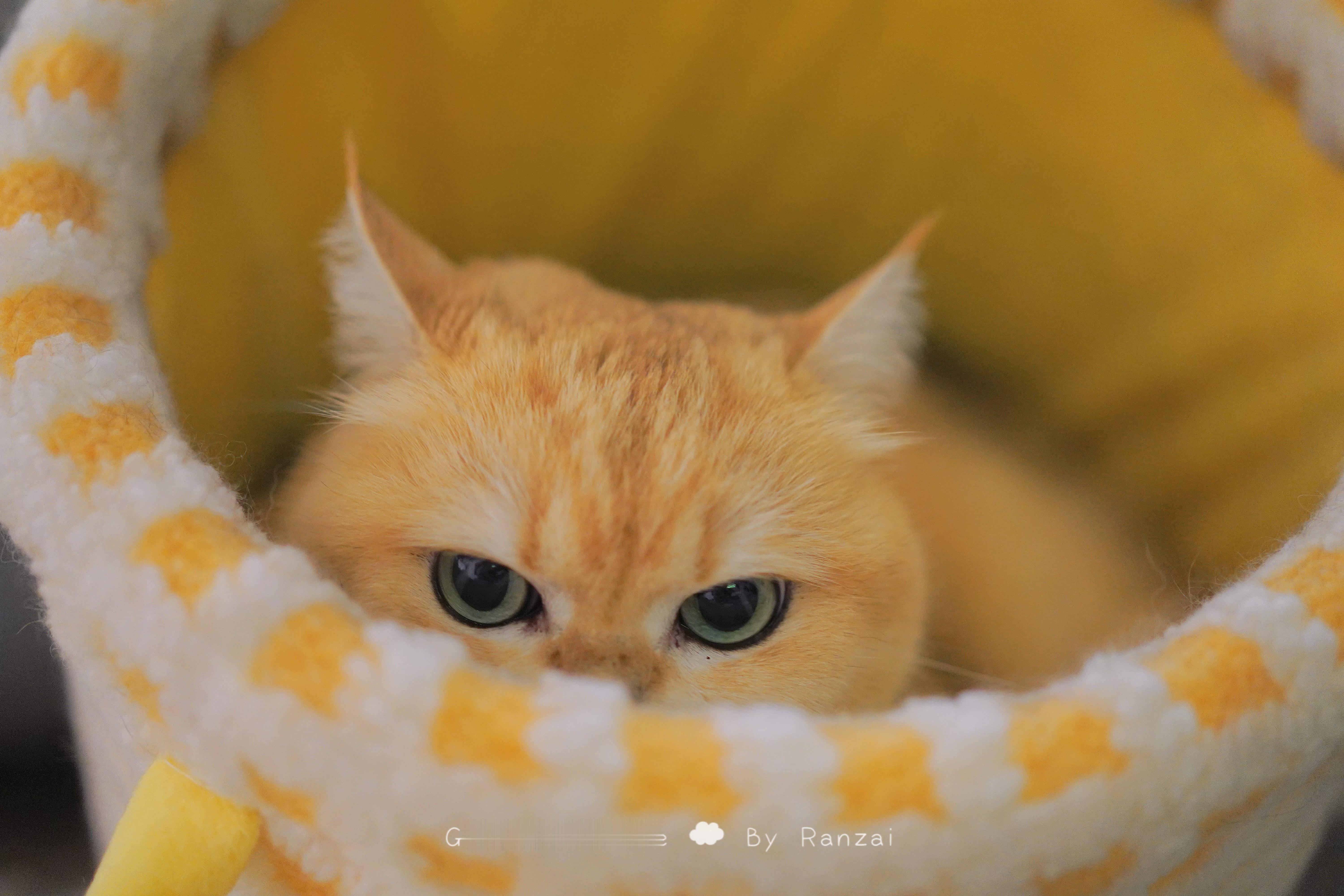 久违的打开了相机📷#菇冬怎么肥四[超话]##春日萌宠随手拍# ​​​