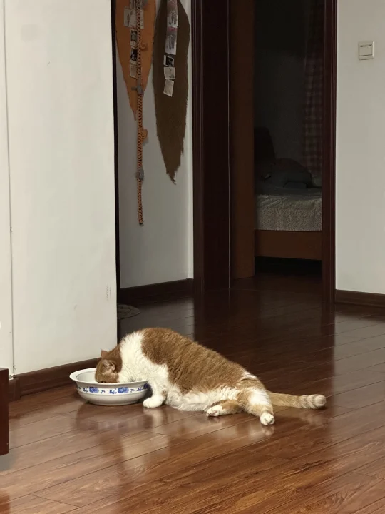懒包喝水