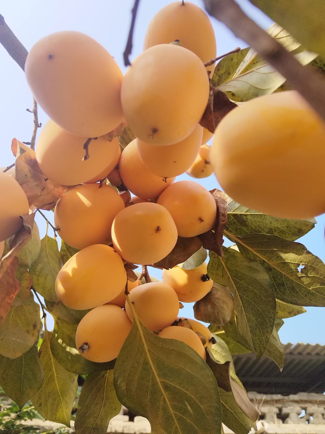 宿迁苗木并非都假，我在网上买了一颗柿树，个头大味道好，唯一缺点就是熟的晚，许昌都