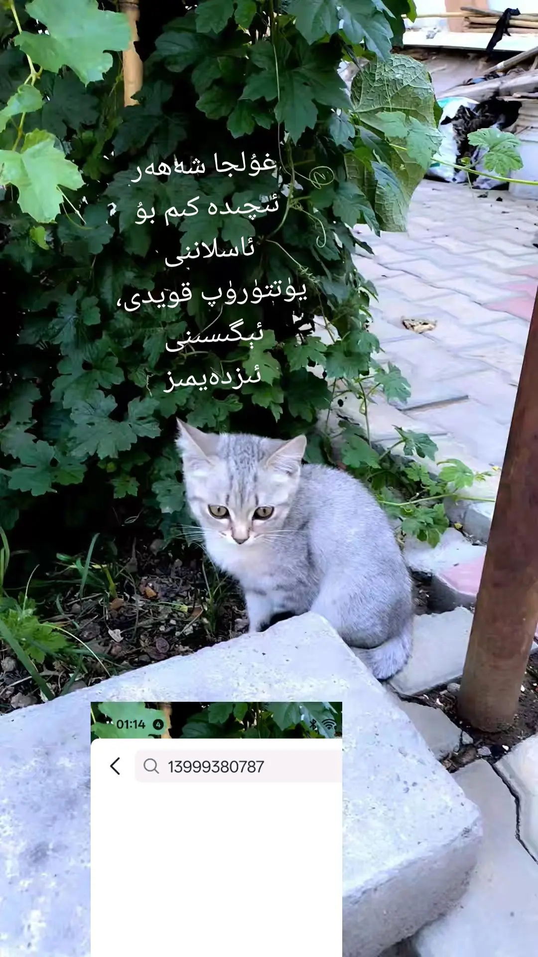 找这只小猫的主任